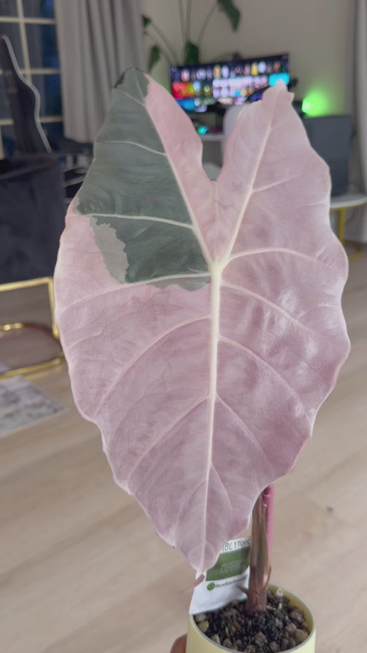 Alocasia Black Satun Pink