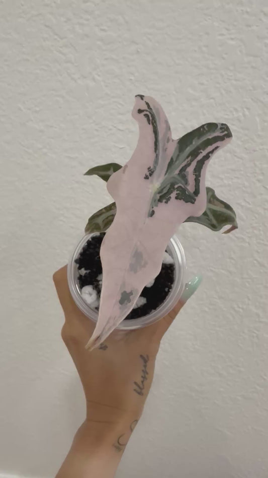 Alocasia Nobilis Korean Version
